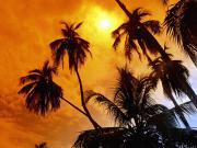 Palm trees.jpg