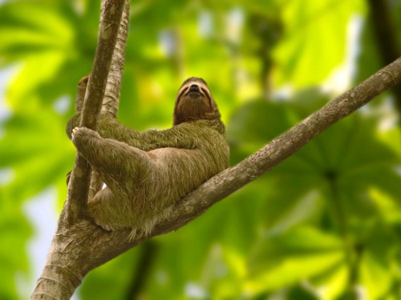Sloth.jpg