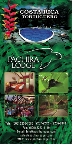 Pachira